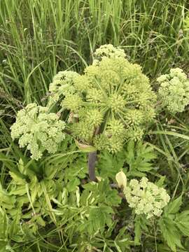 Image of Giant Angelica