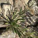 Image of sand goldenrod