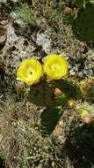 Image of Opuntia engelmannii var. cujia Griffiths & Hare