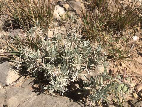 Image of Fendler's bladderpod