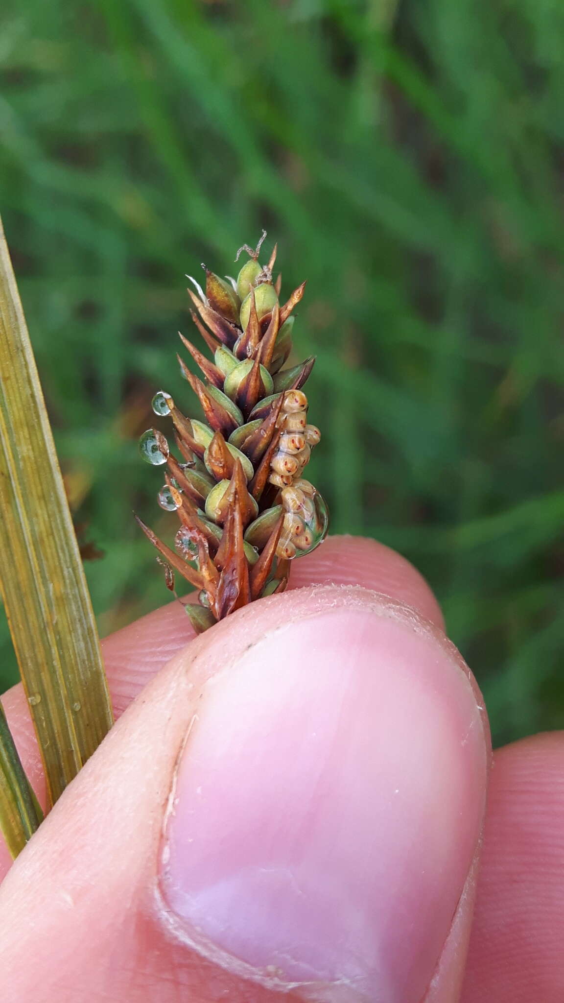 Image of boreal bog sedge