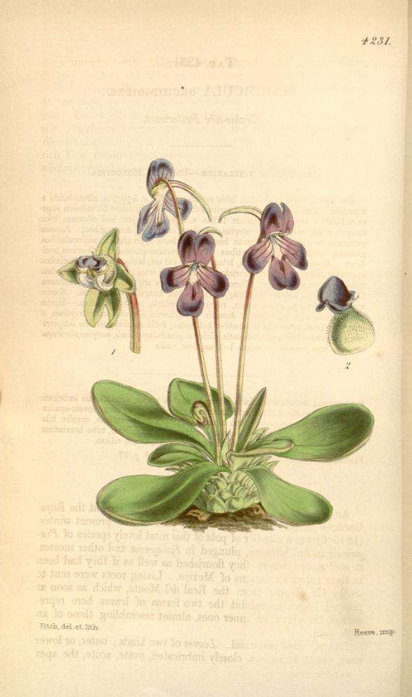 Image of Pinguicula moranensis Kunth