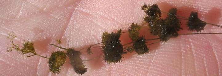 Image of Dwarf Stonewort