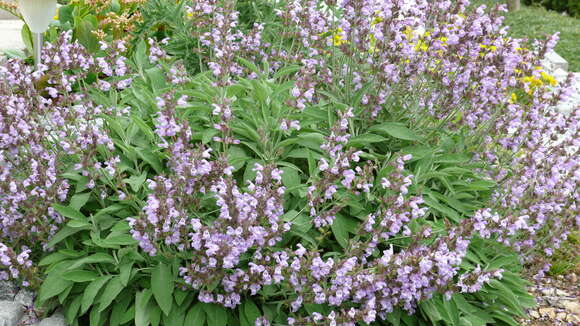 Imagem de Salvia officinalis L.