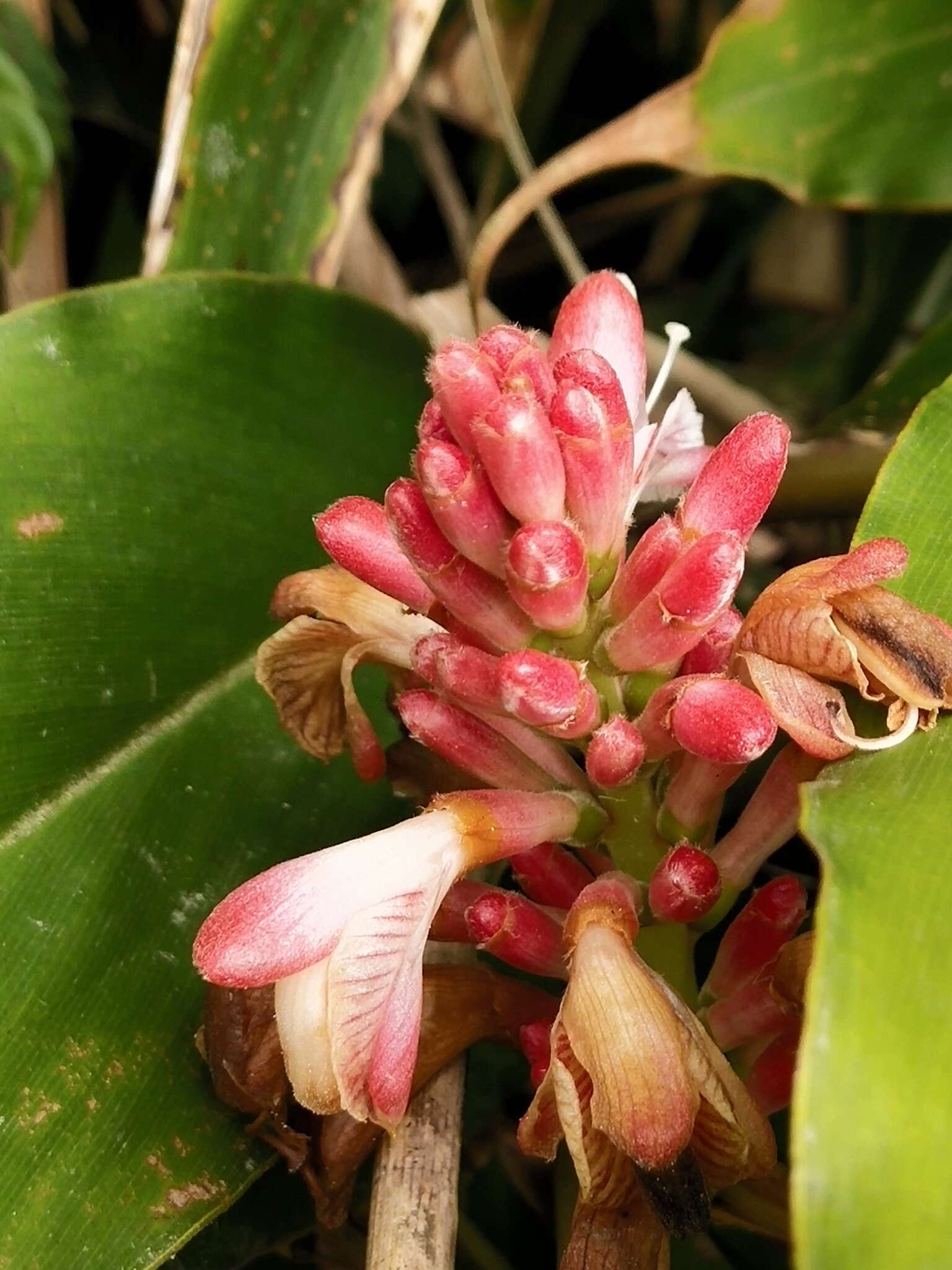 Image of Alpinia ilanensis S. C. Liu & J. C. Wang