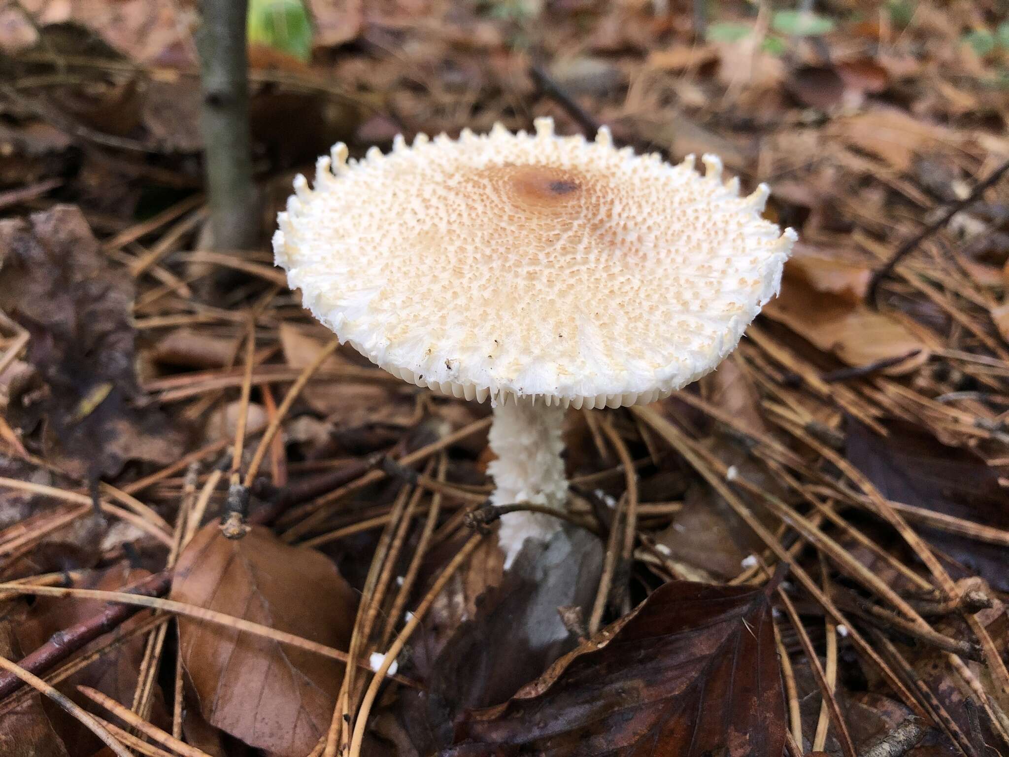 Image of Lepiota clypeolaria (Bull.) P. Kumm. 1871