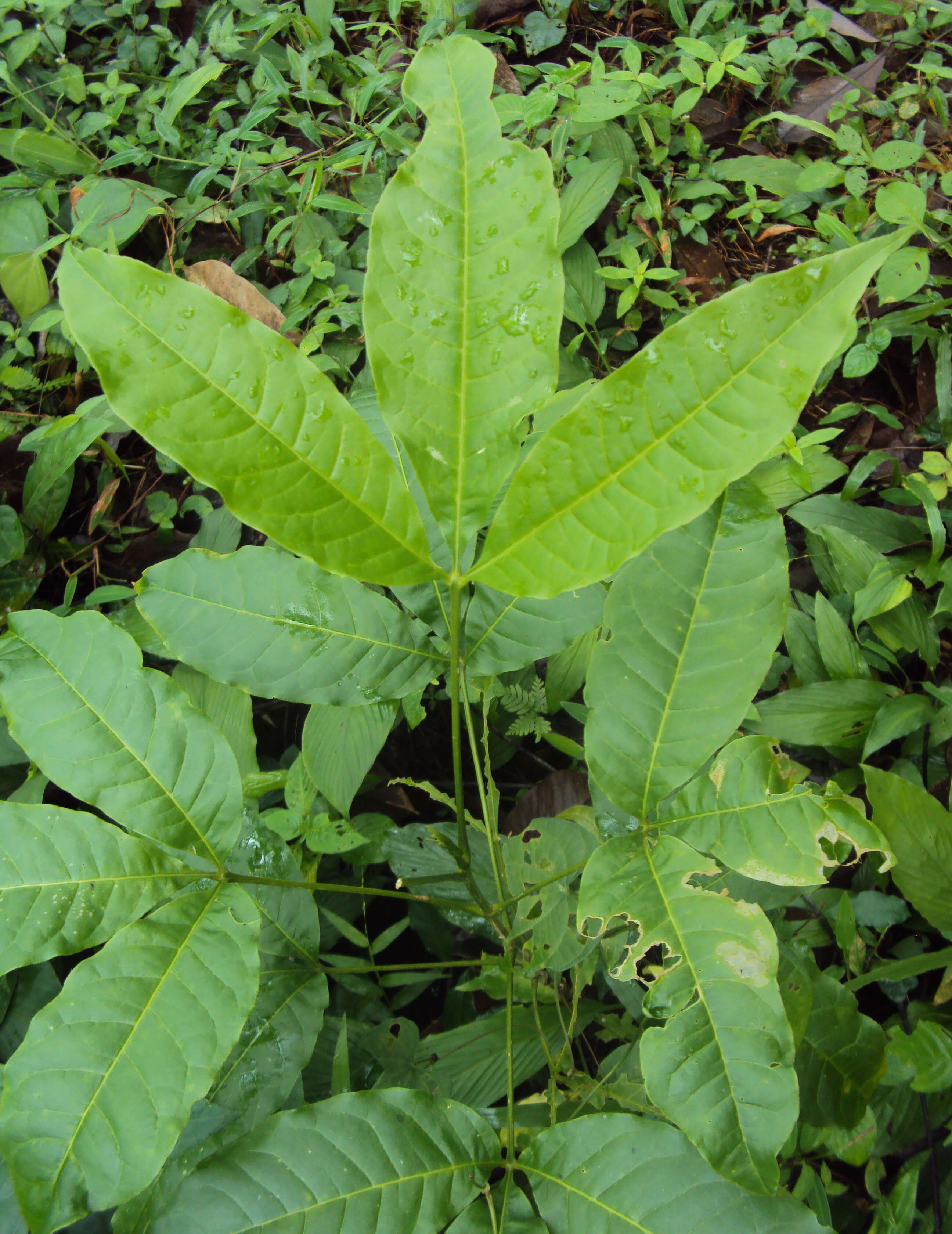 Image de Melicope lunu-ankenda (Gaertn.) T. G. Hartley