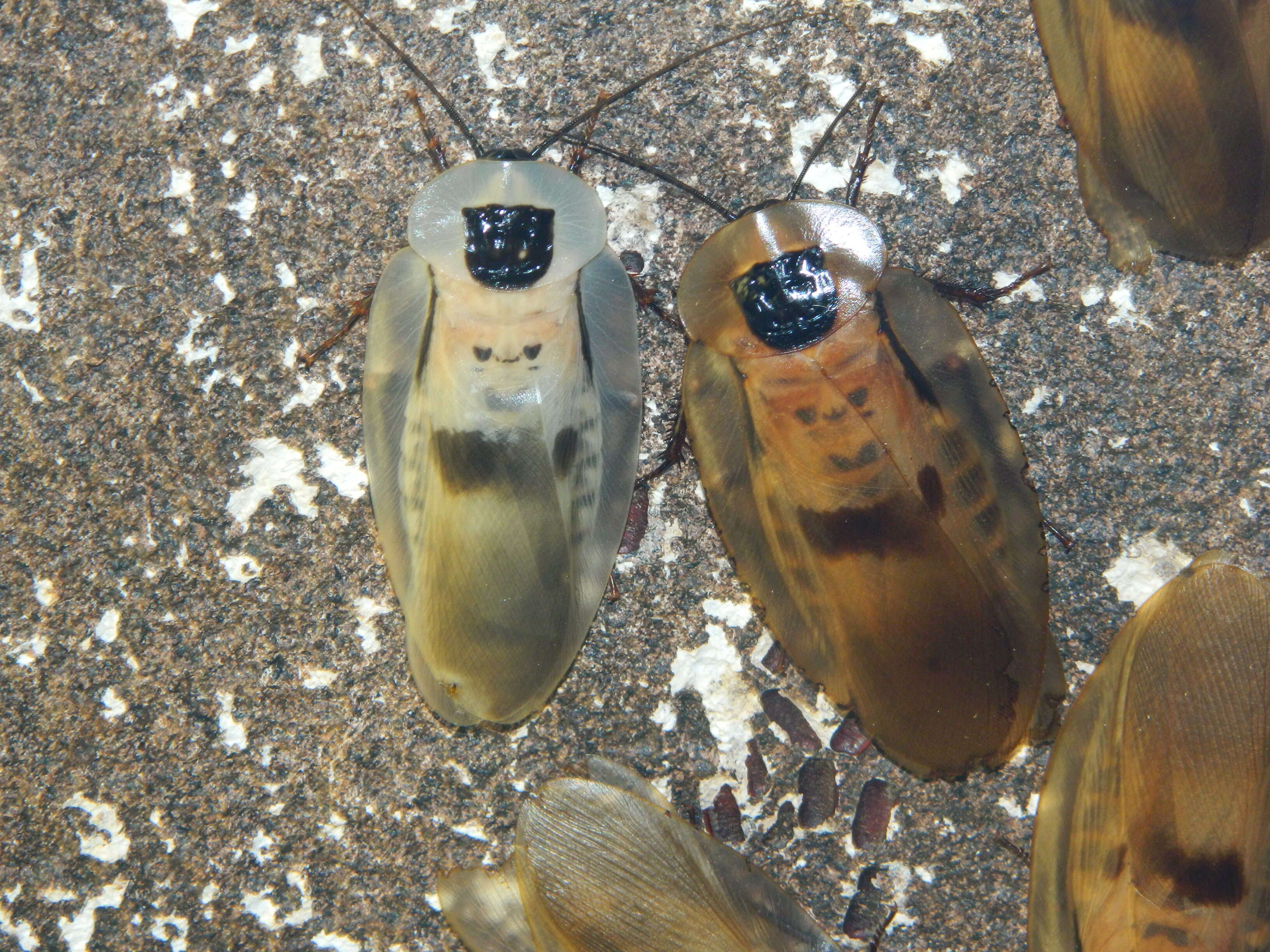 Image of Caribbean Giant Cockroach