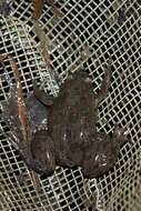 Image of Muller's clawed frog