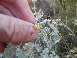 Image of Hermannia minutiflora Engl.