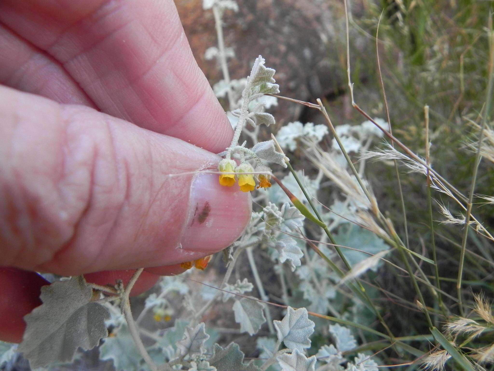 Image of Hermannia minutiflora Engl.