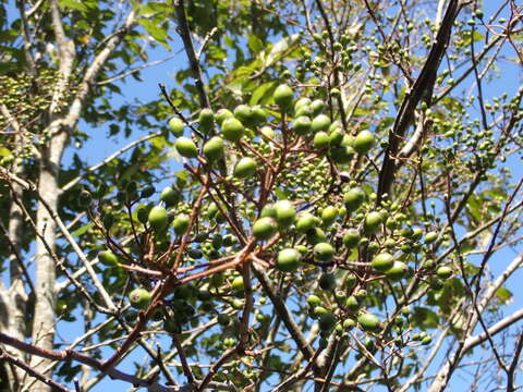 Imagem de Photinia beauverdiana C. K. Schneid.