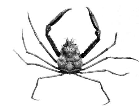 Image of splitnose crab