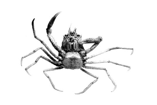 Image of splitnose crab