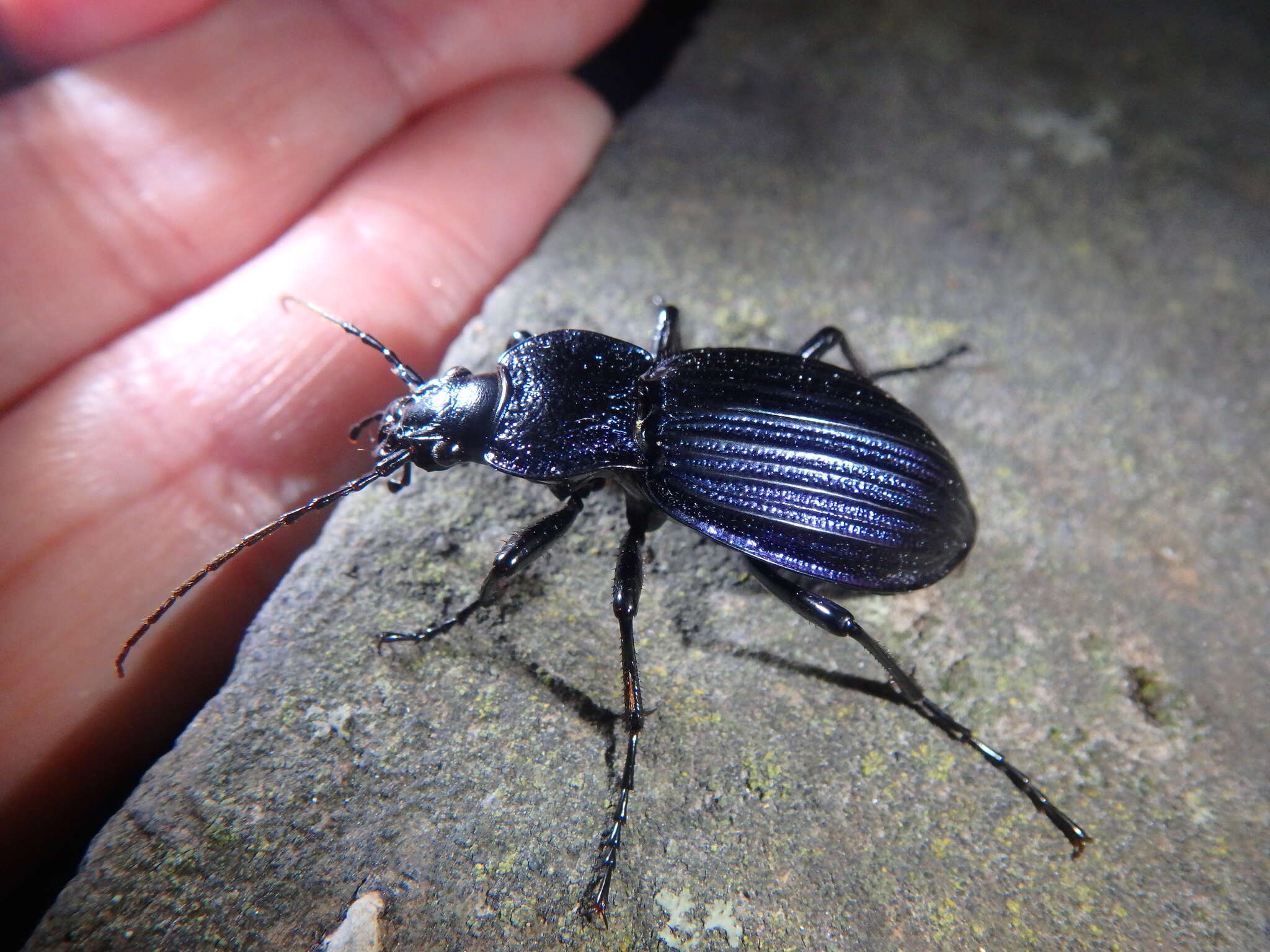 Carabus (Megodontus) exaratus Quensel ex Schönherr 1806 resmi