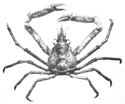 Image of graceful decorator crab