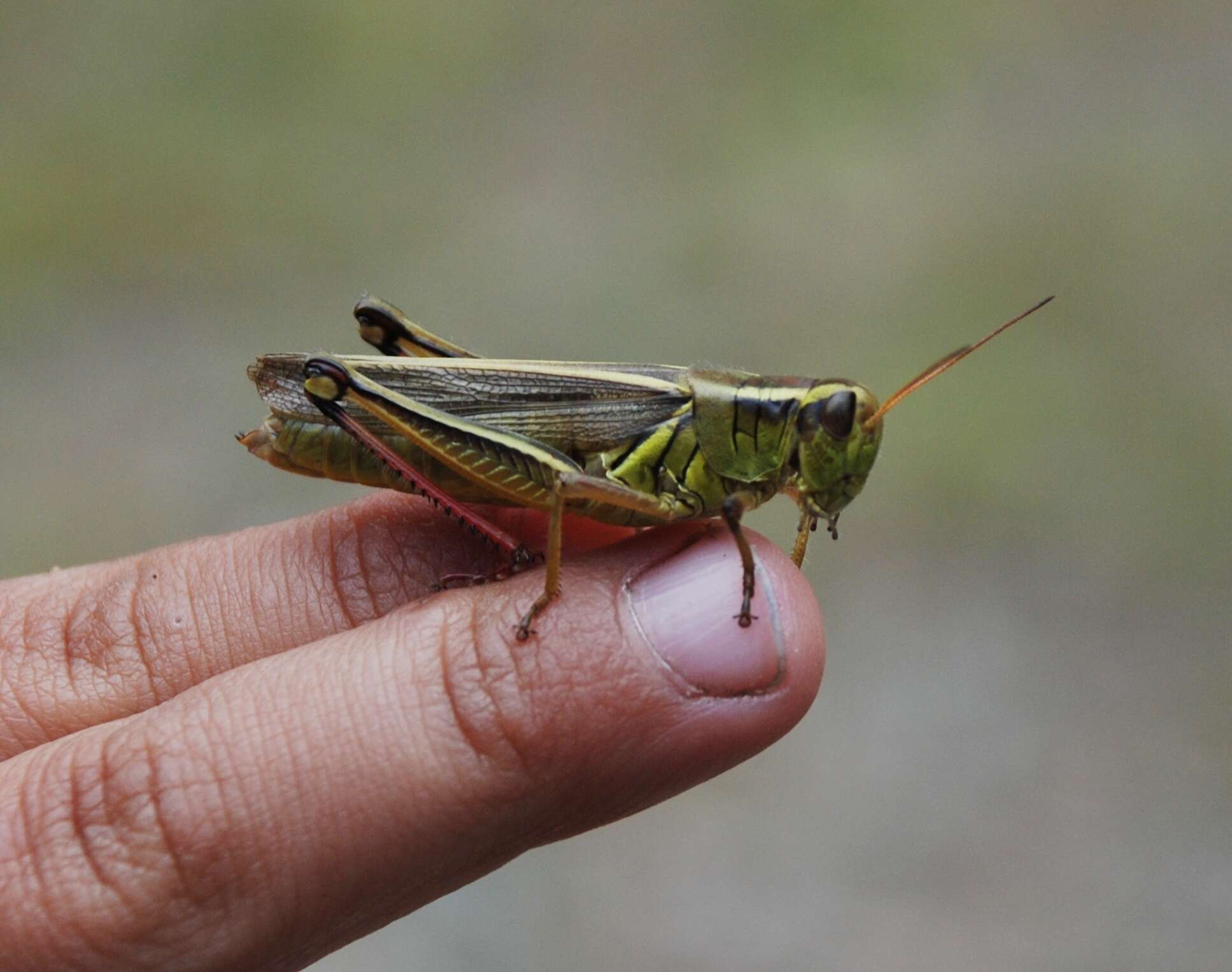 Melanoplus bivittatus (Say 1825)的圖片