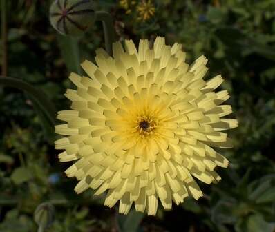 Image of Smooth Golden Fleece