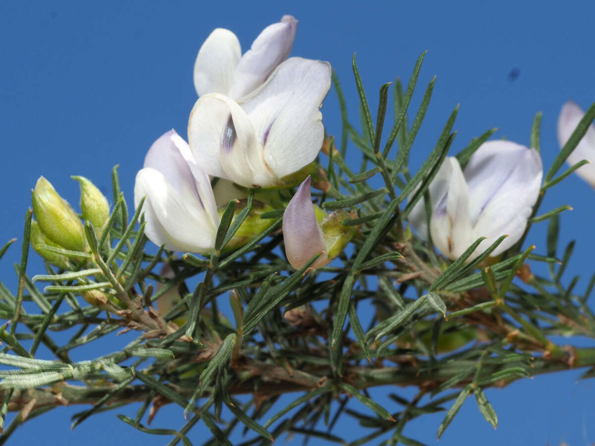 Image of Psoralea odoratissima Jacq.