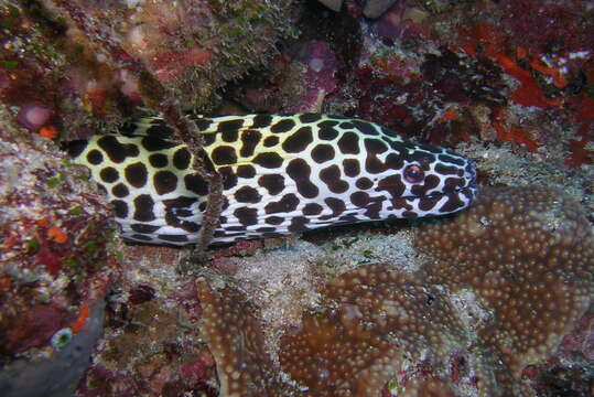 Image of Spotted moray