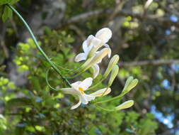 Image of redwood lily