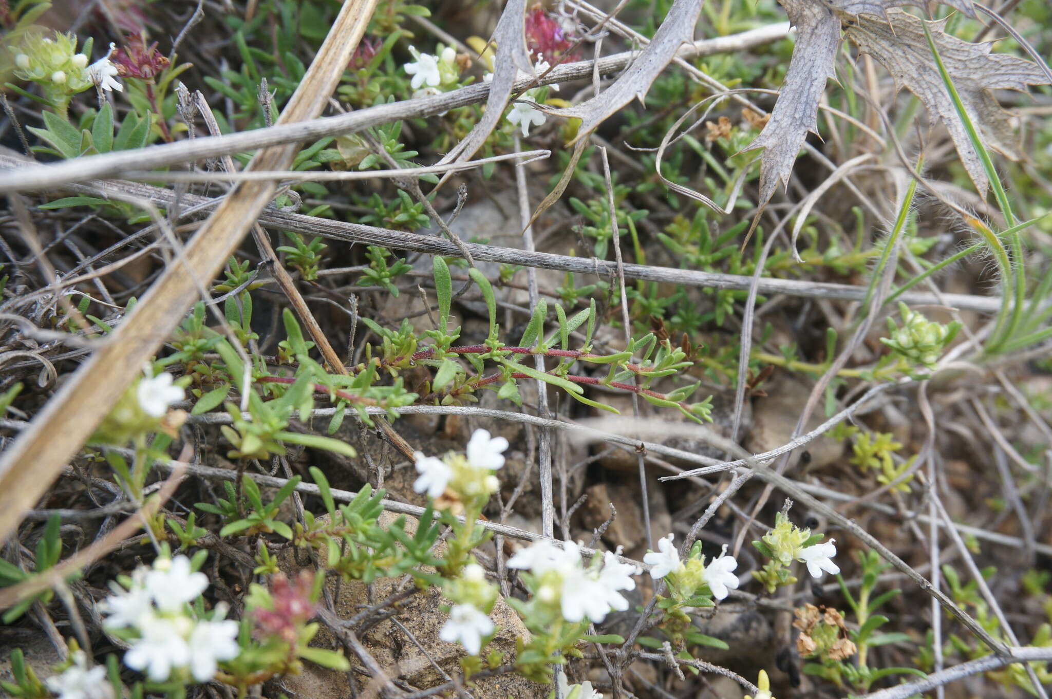 Image of Thymus roegneri K. Koch