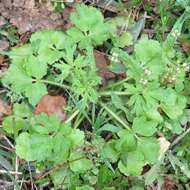 Image of hairy buttercup