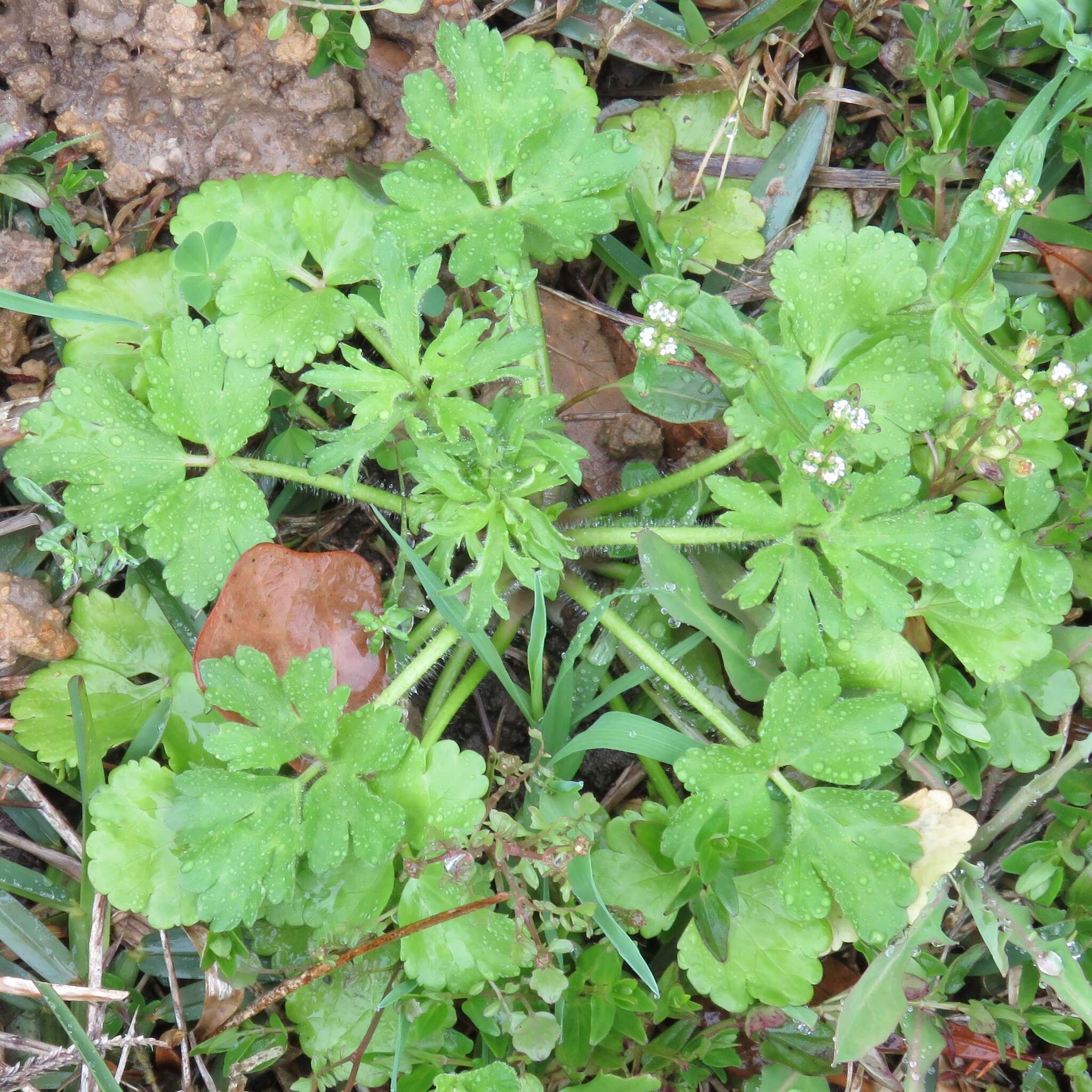 Image of hairy buttercup