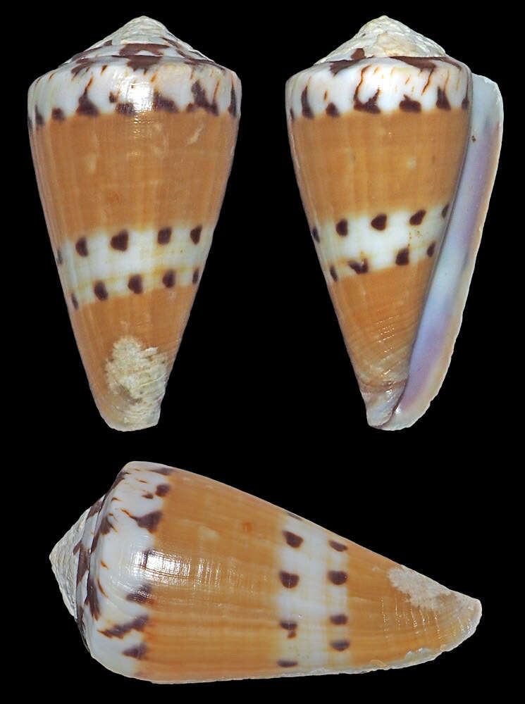 Image of weasel cone