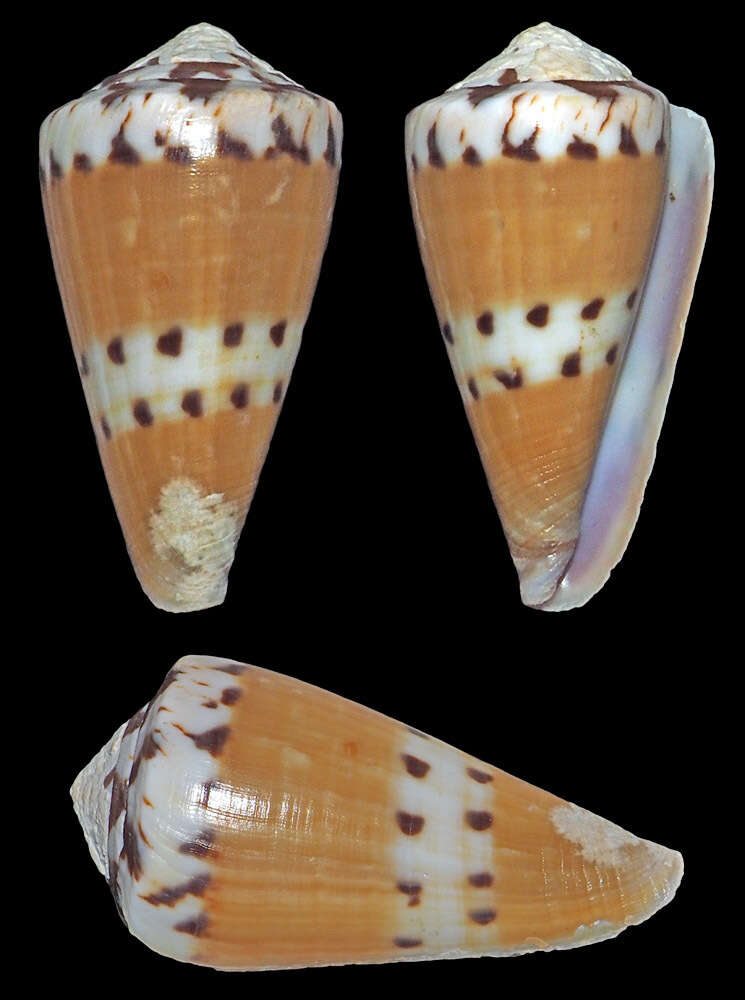 Imagem de Conus mustelinus Hwass ex Bruguière 1792