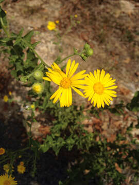 Слика од Heterotheca subaxillaris (Lam.) Britt. & Rusby