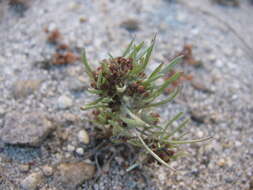 Image of Gnaphalium pauciflorum DC.