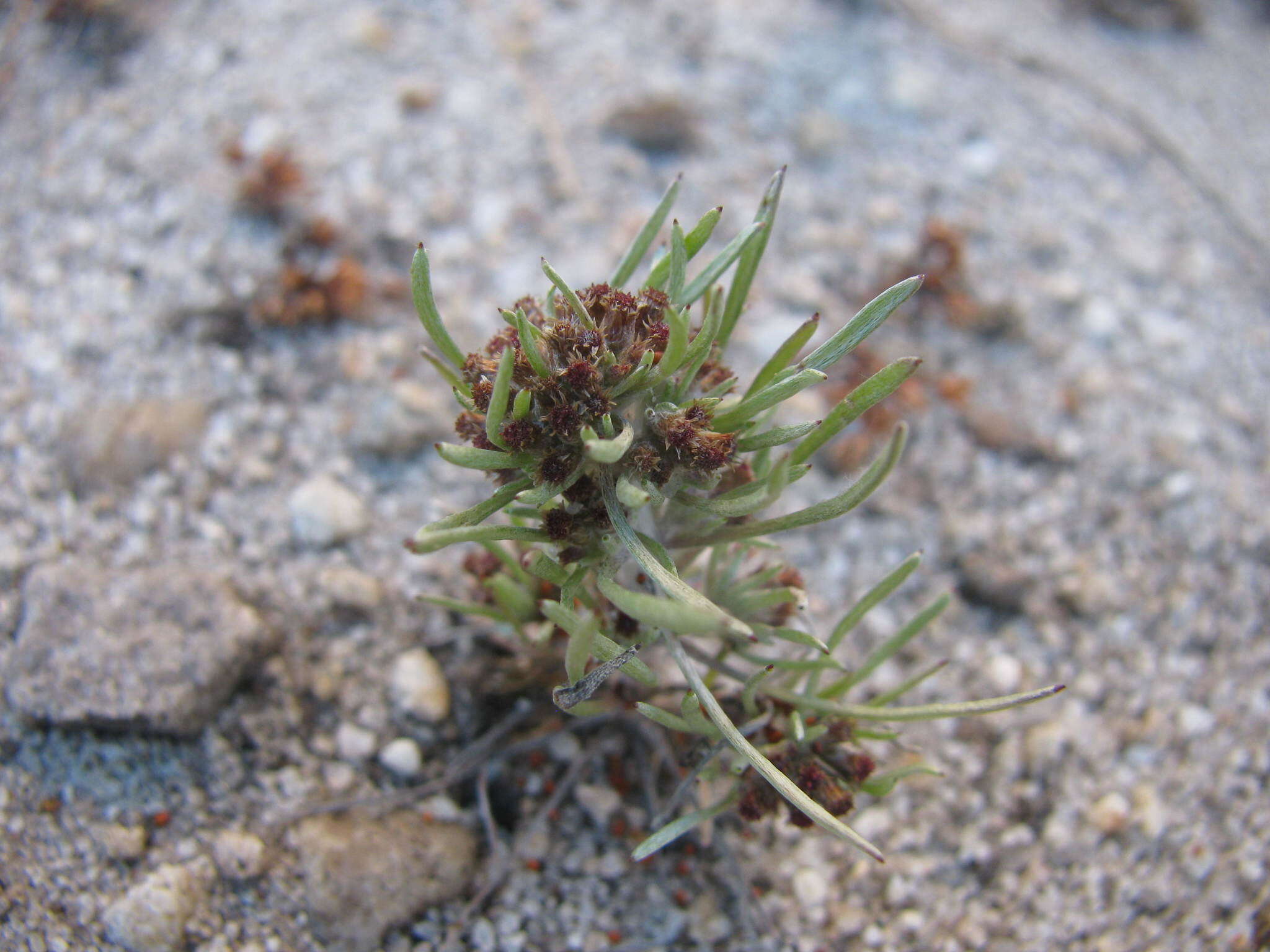 Image of Gnaphalium pauciflorum DC.