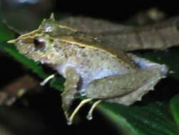 Image of Pacific robber frog