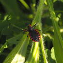 Plancia ëd Rhynocoris rubrogularis (Horváth 1879)