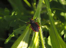 Plancia ëd Rhynocoris rubrogularis (Horváth 1879)