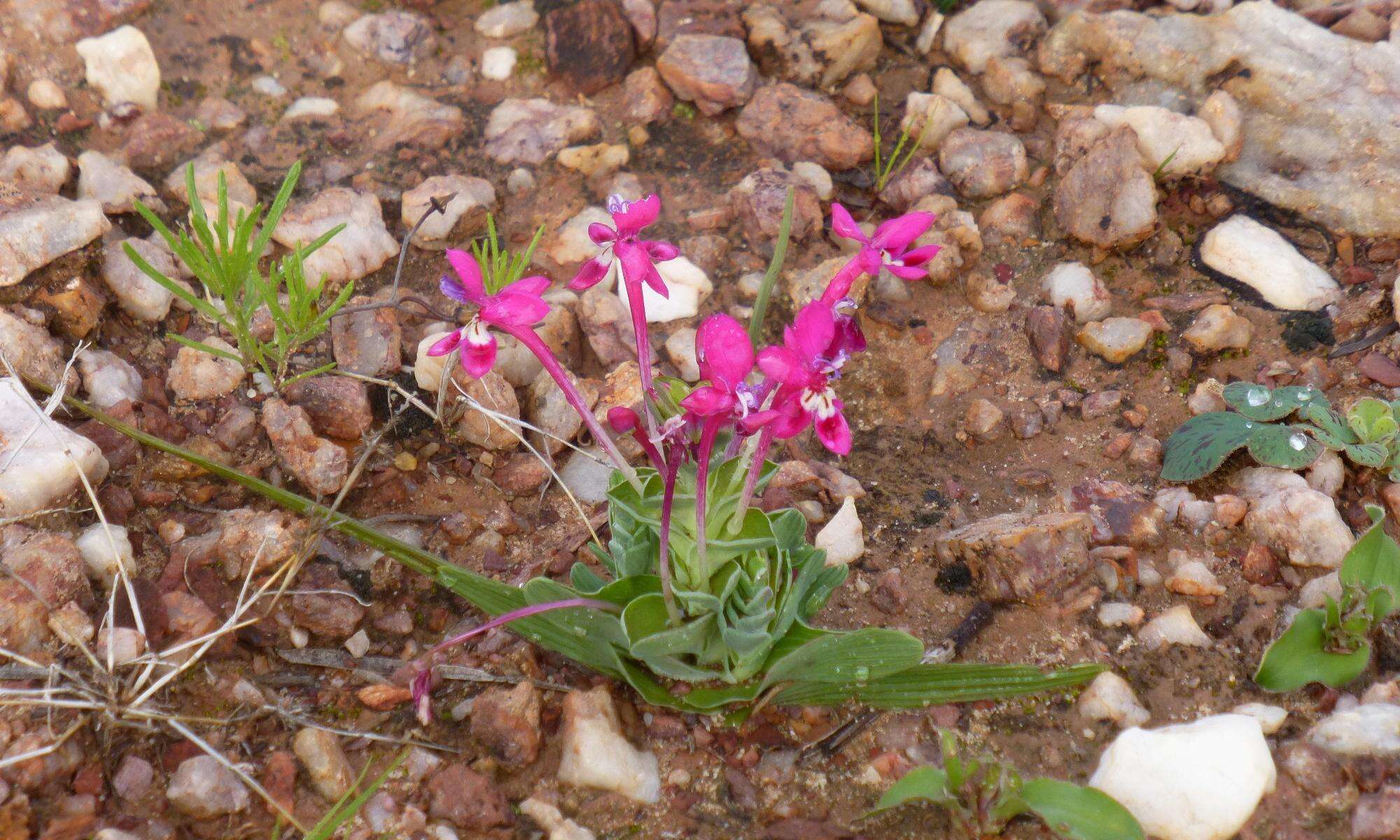 Image of Lapeirousia pyramidalis subsp. regalis Goldblatt & J. C. Manning