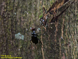 Слика од <i>Calosoma maximowiczi</i>