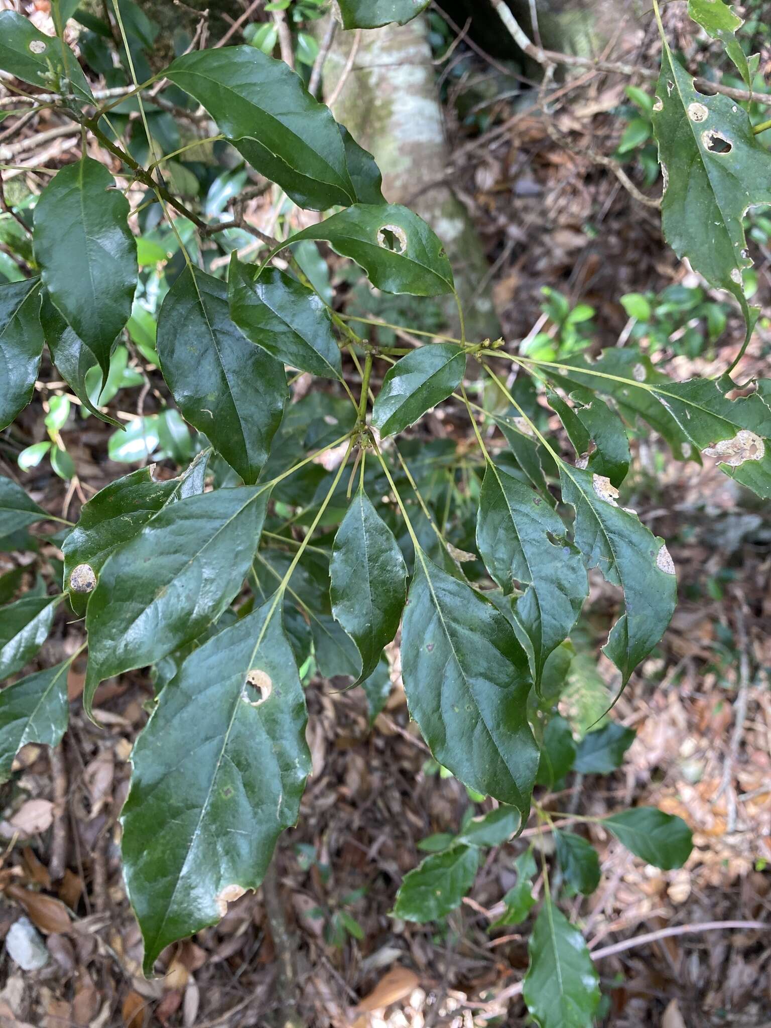 Plancia ëd Meliosma squamulata Hance