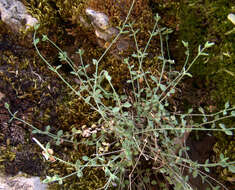 Image of Arenaria deflexa Decne.