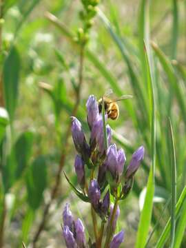 Image de Gentianella propinqua subsp. propinqua