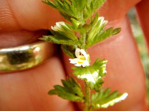 Image of Hudson Bay eyebright