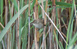 Image of Little Grassbird