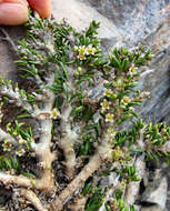 Image of Melicytus alpinus (Kirk) P. J. Garnock-Jones