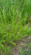 Image of Brown fox sedge