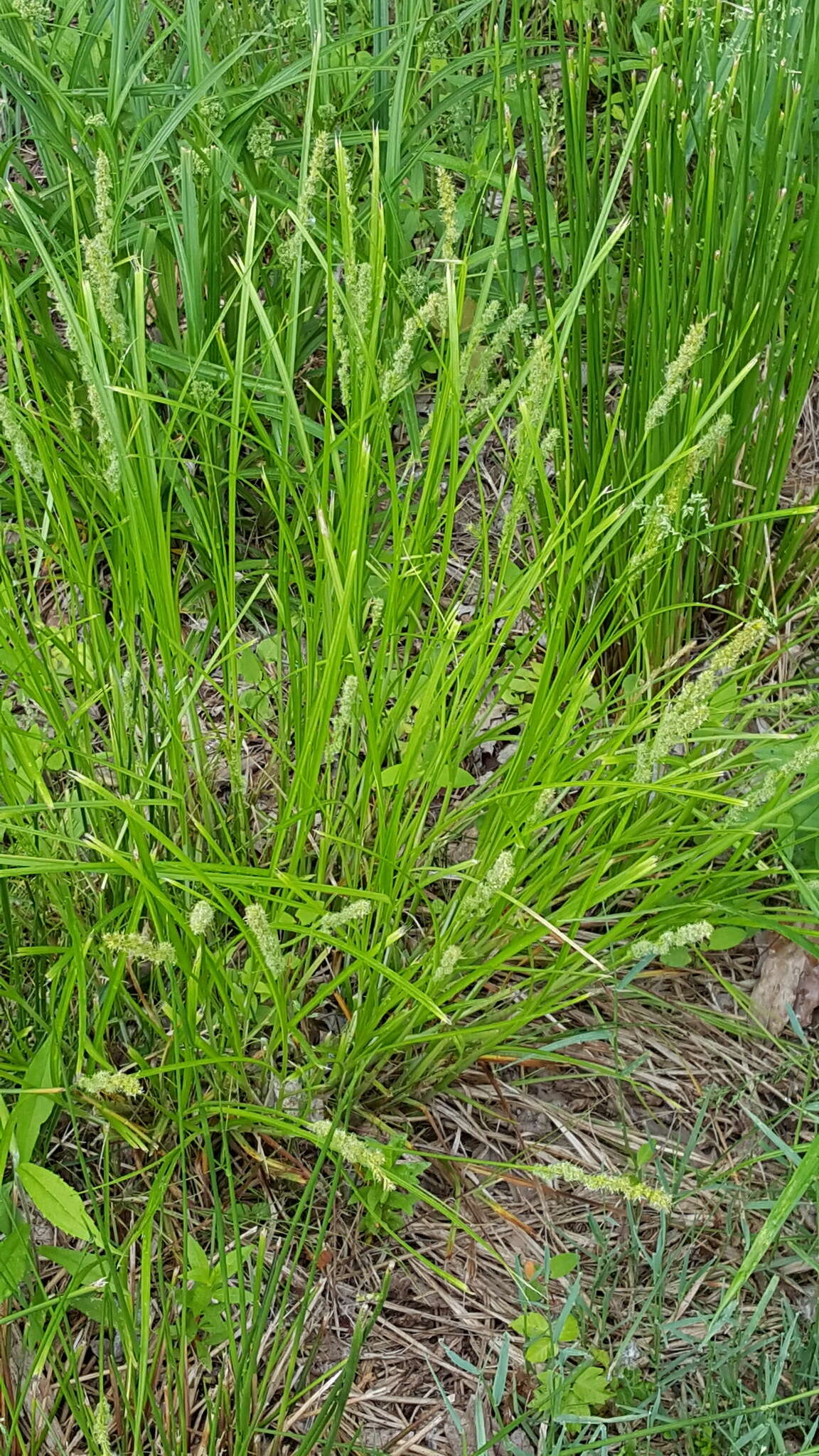 Image of Brown fox sedge