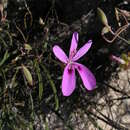 Image de Pelargonium coronopifolium Jacq.