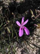 Image of Pelargonium coronopifolium Jacq.