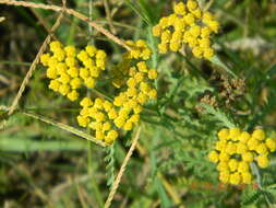 Image of Achillea leptophylla Bieb.