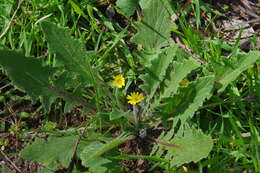 Cymbonotus preissianus Steetz resmi